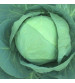 Cabbage / Patta Gobi Hybrid Urja Bharat 50 grams